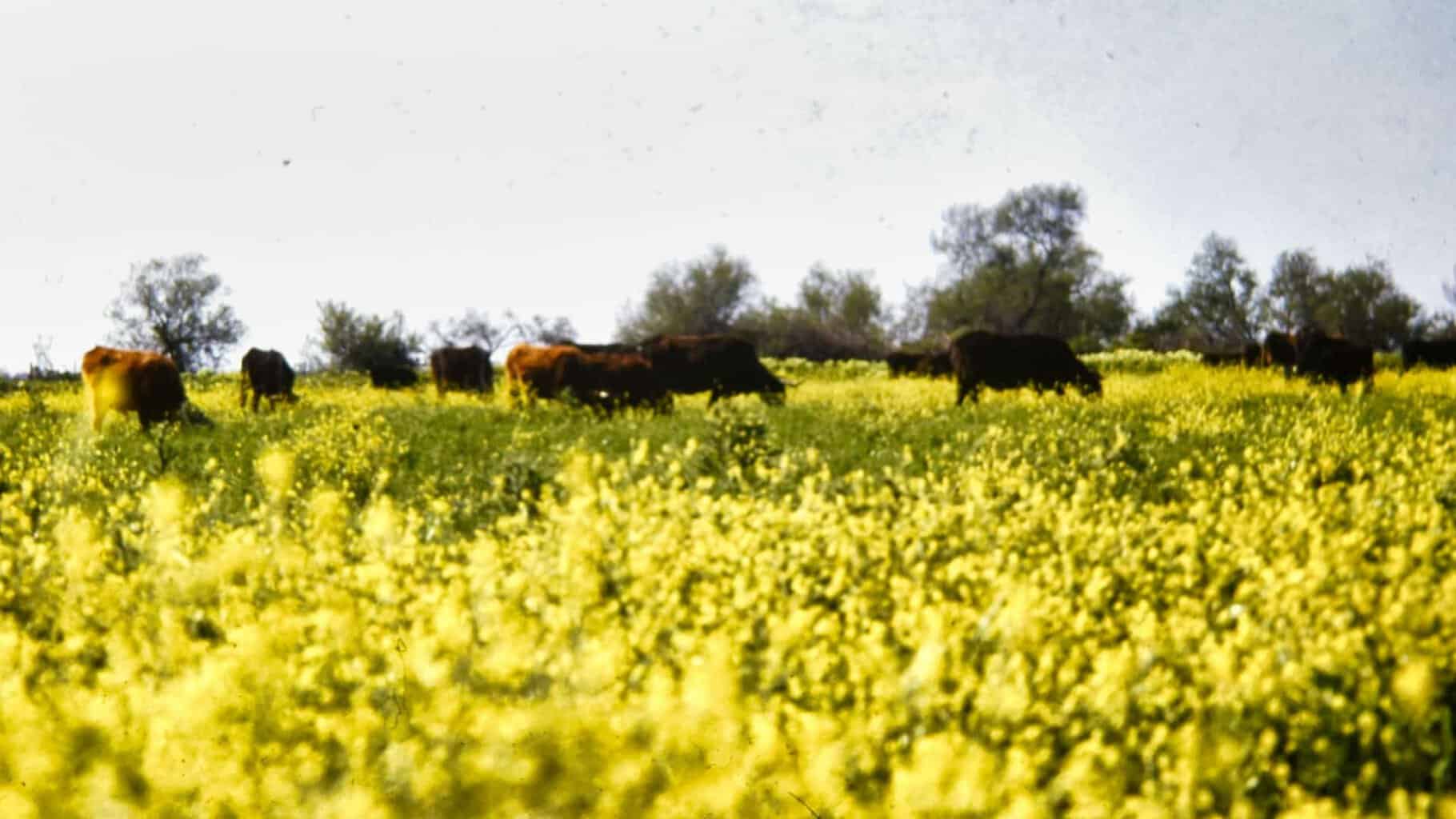 Nos conseils pour un séjour en Camargue réussi