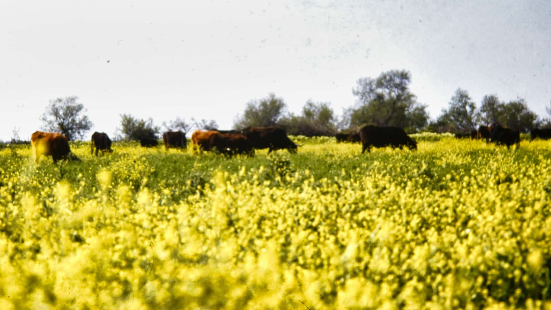 Nos conseils pour un séjour en Camargue réussi